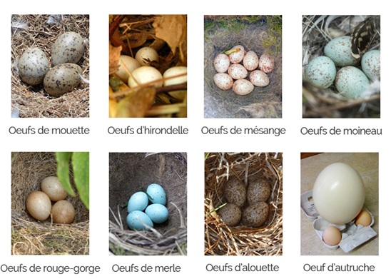 Première chasse aux œufs !
