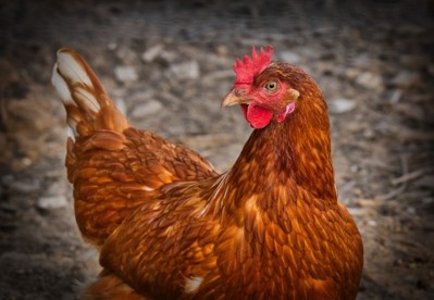 Nos poules retrouvent l’herbe !