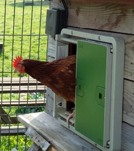 Trois nouvelles venues à la ferme…