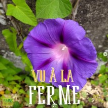 Accueil à la ferme