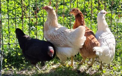 Le poulailler rajeunit…