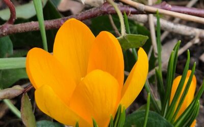 Animations du 21 février au 7 mars