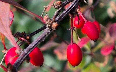 Animations en décembre