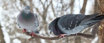 Animation “Les pigeons”